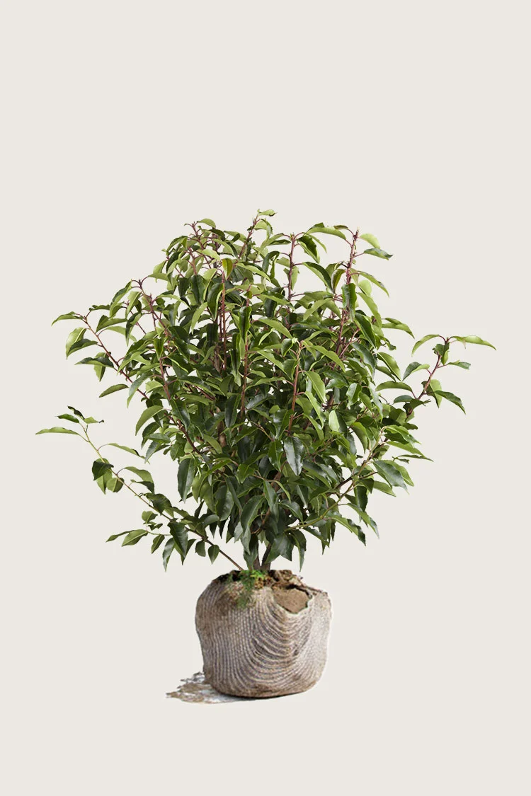 Portugisisk laurbærkirsebær 80cm Vel forgrenet | Plantinavia