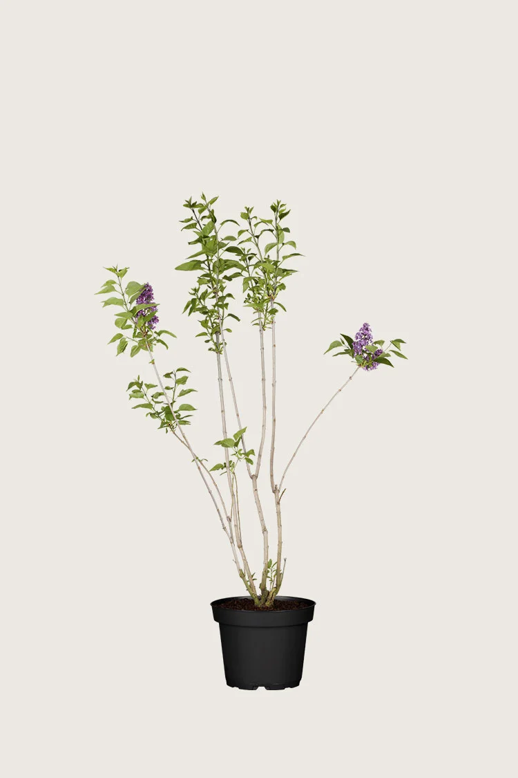 Purpur Syren 80cm Forgrenet | Plantinavia