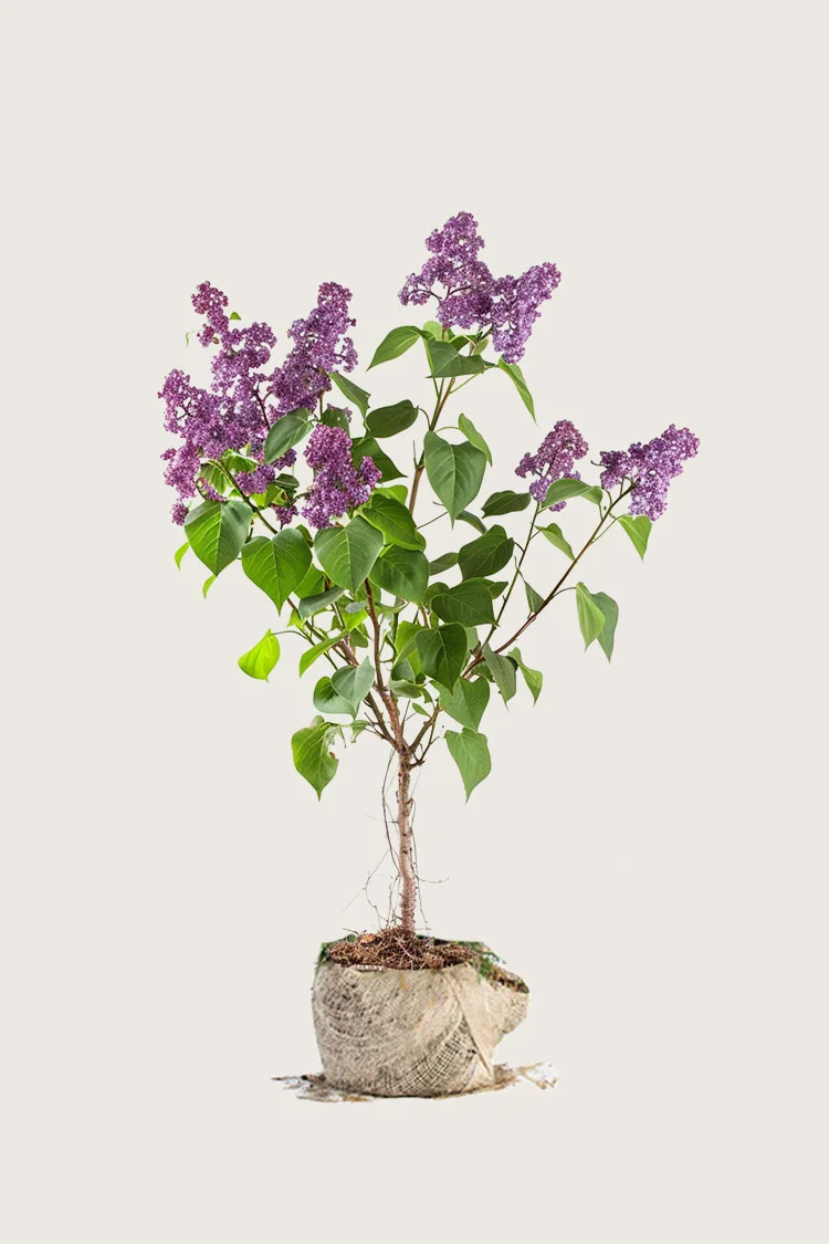 Purpur Syren 100cm Vel forgrenet | Plantinavia