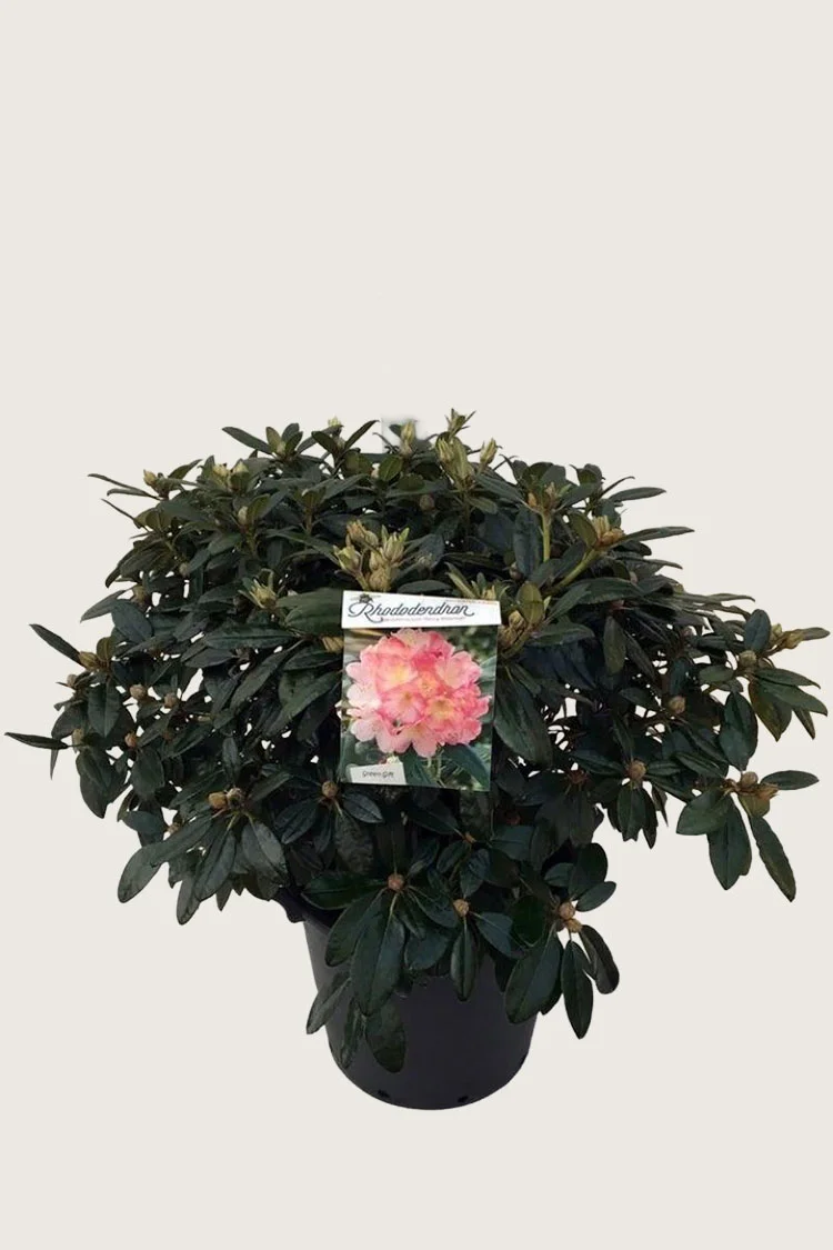 Rhododendron yakushimanum 40cm Forgrenet | Plantinavia