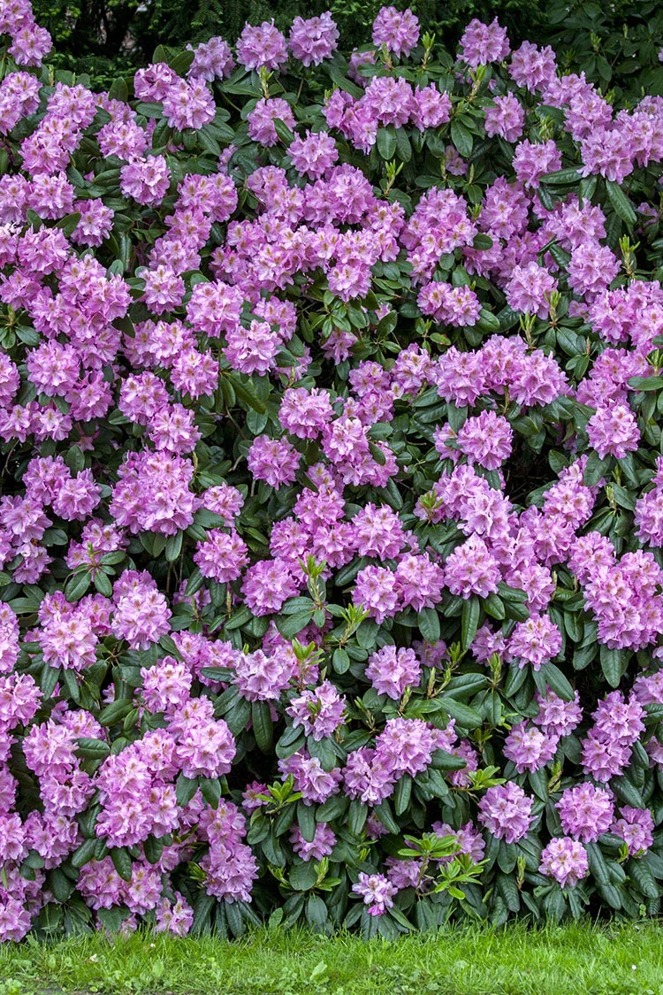 Violet rhododendron