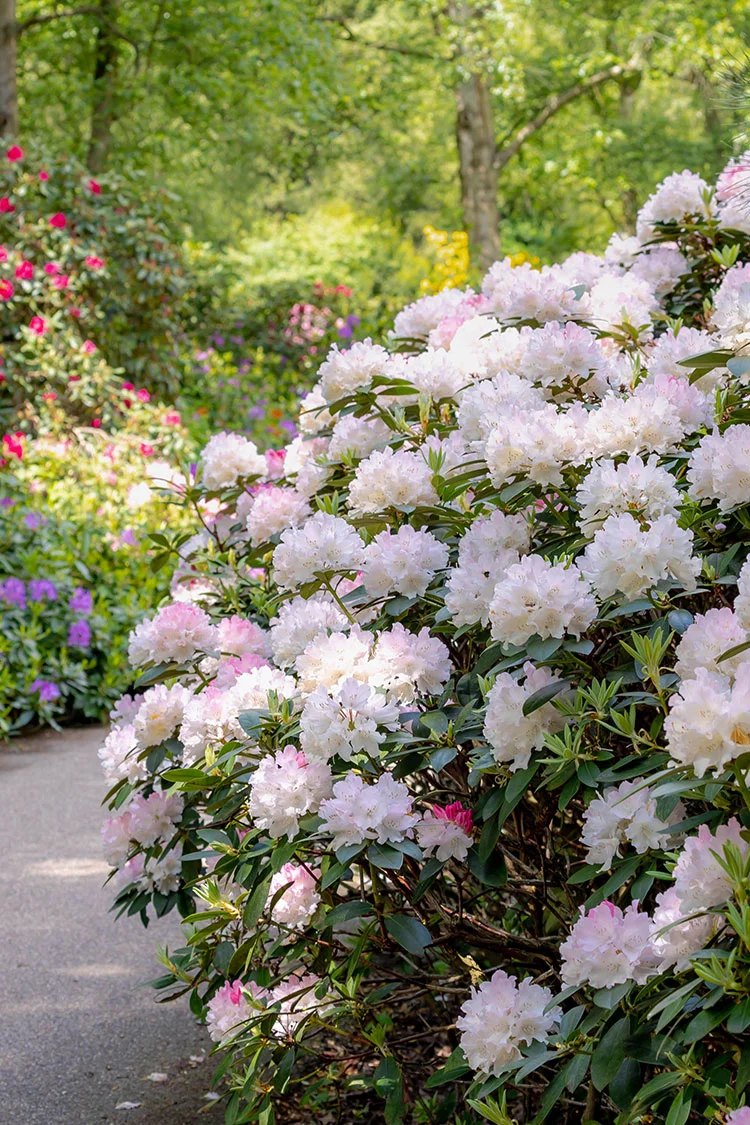Hvid Rhododendron