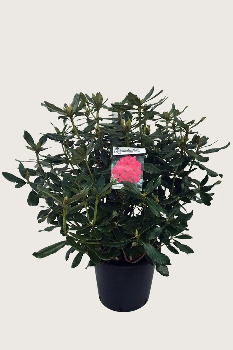 Rød Rhododendron 60cm Forgrenet | Plantinavia