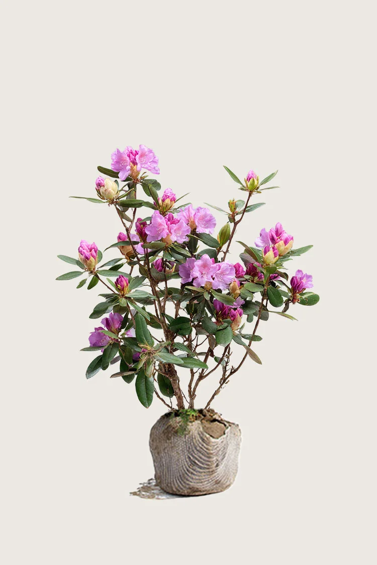 Rød Rhododendron 60cm Forgrenet | Plantinavia