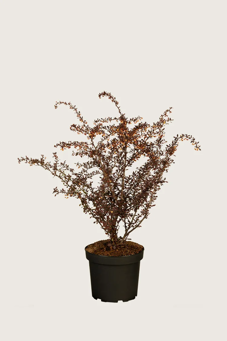 Rød berberis 40cm Forgrenet | Plantinavia