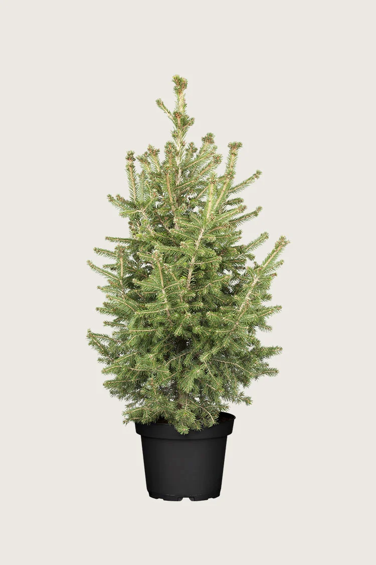 Rødgran 200cm Vel forgrenet | Plantinavia