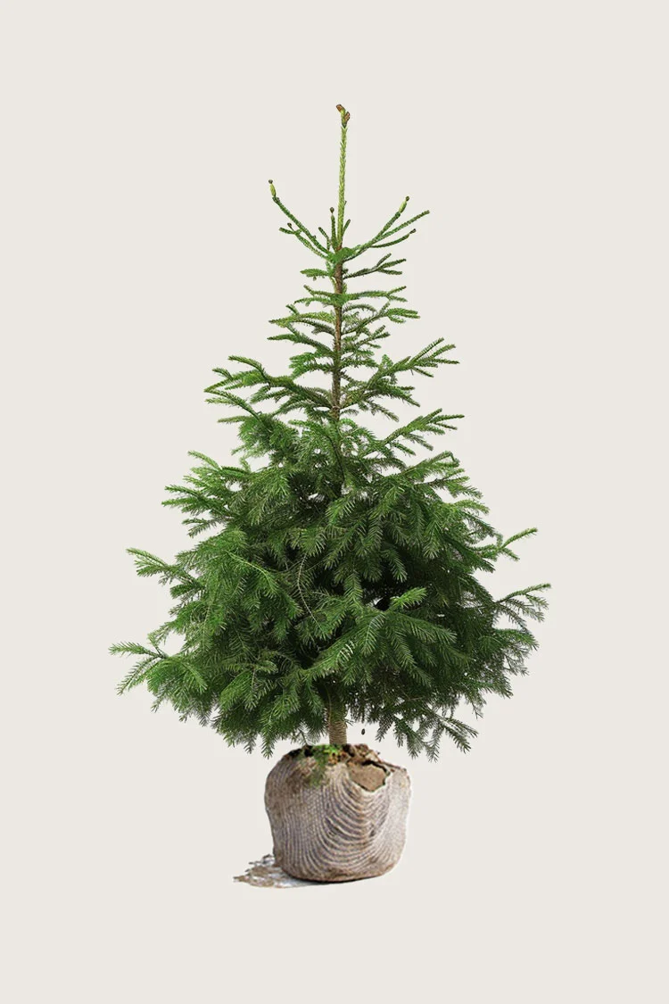Rødgran 200cm Vel forgrenet | Plantinavia