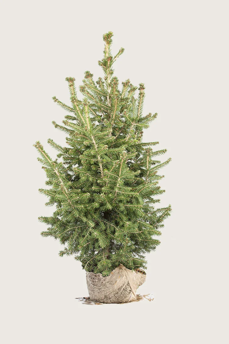 Rødgran 350cm Vel forgrenet | Plantinavia