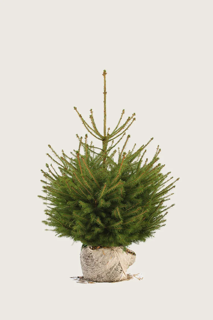 Rødgran 80cm Vel forgrenet | Plantinavia