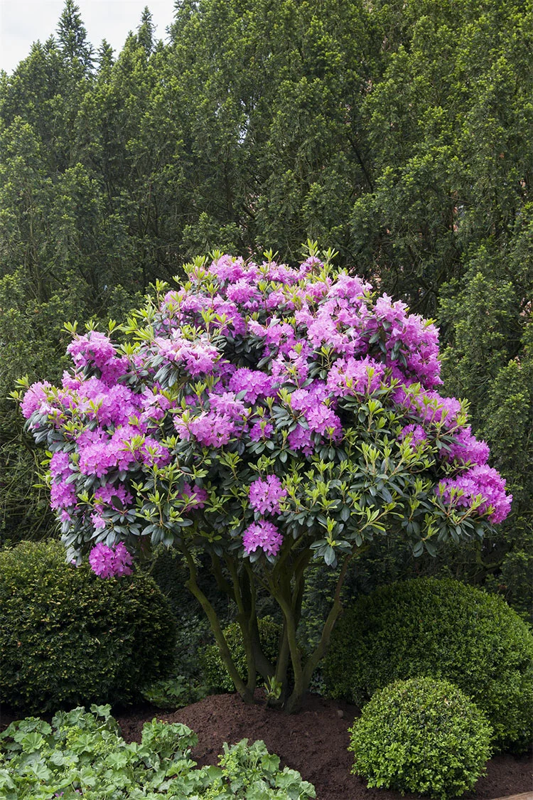 Rosa Rhododendron 200cm Vel forgrenet | Plantinavia