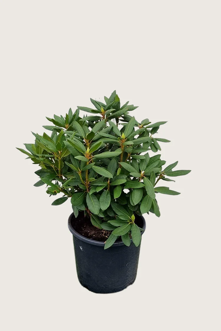 Rosa Rhododendron 80cm Vel forgrenet | Plantinavia