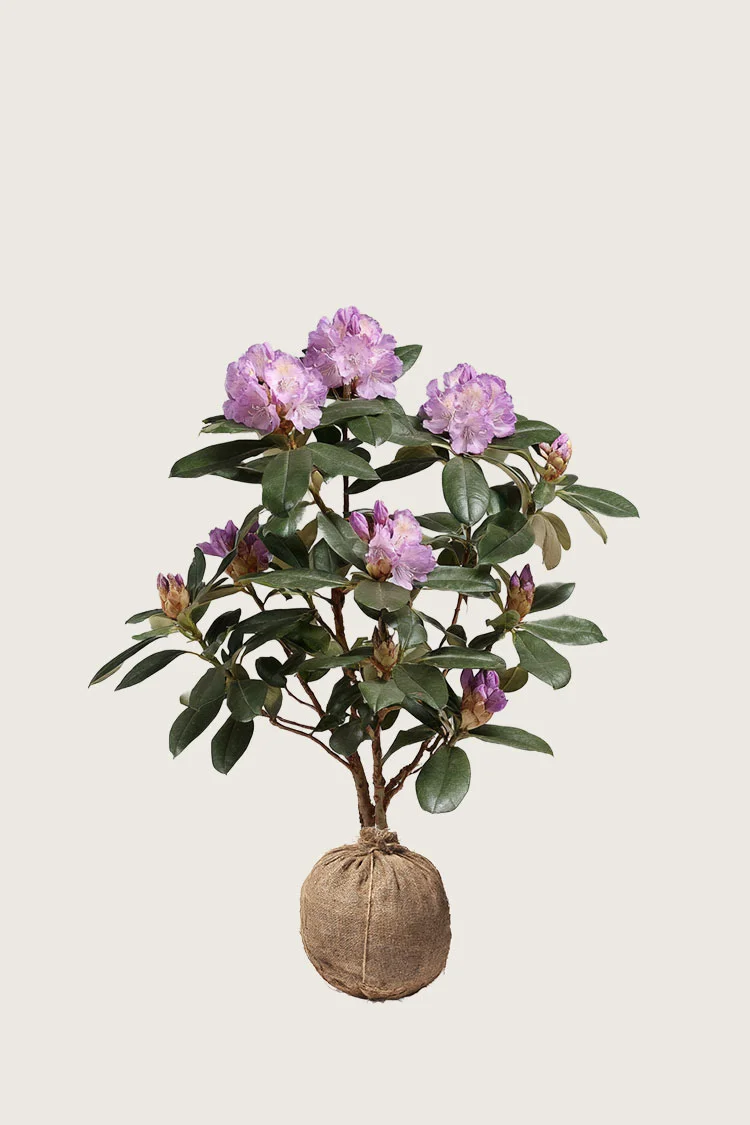 Rosa Rhododendron 60cm Forgrenet | Plantinavia