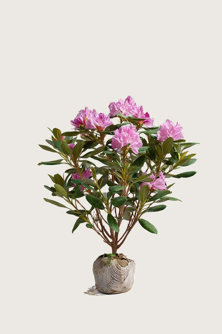 Rosa Rhododendron 120cm Vel forgrenet | Plantinavia