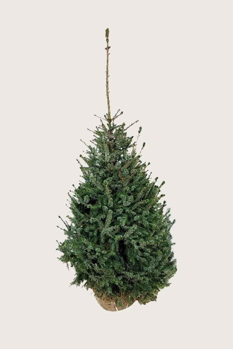 Serbisk Søjlegran 150cm Vel forgrenet | Plantinavia