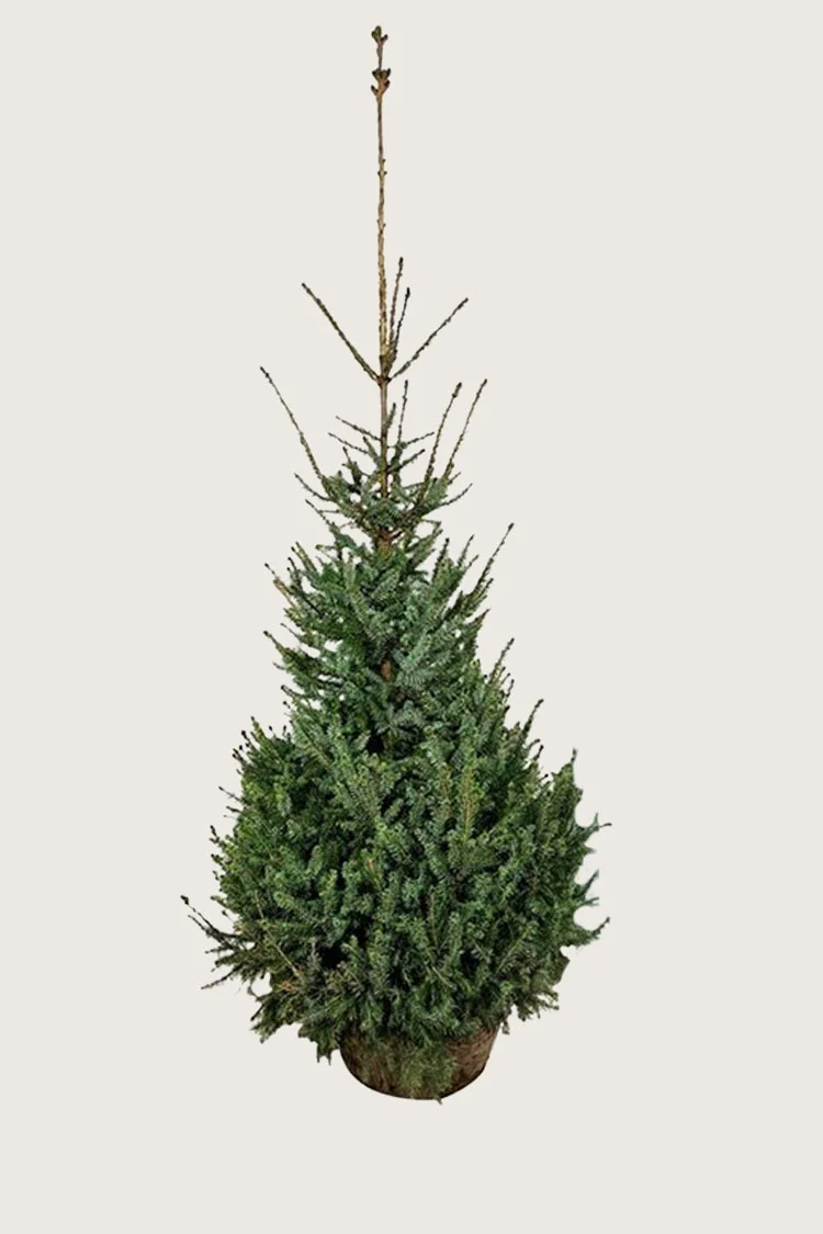 Serbisk Søjlegran 250cm Vel forgrenet | Plantinavia