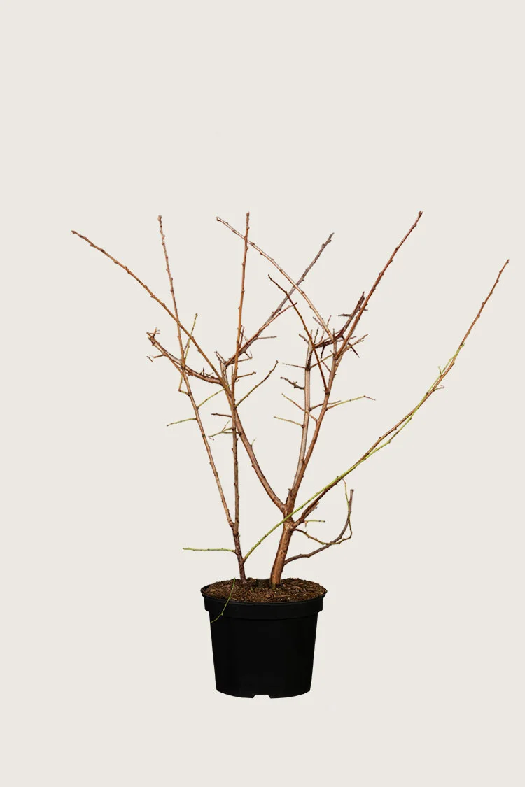 Slåen 40cm Forgrenet | Plantinavia
