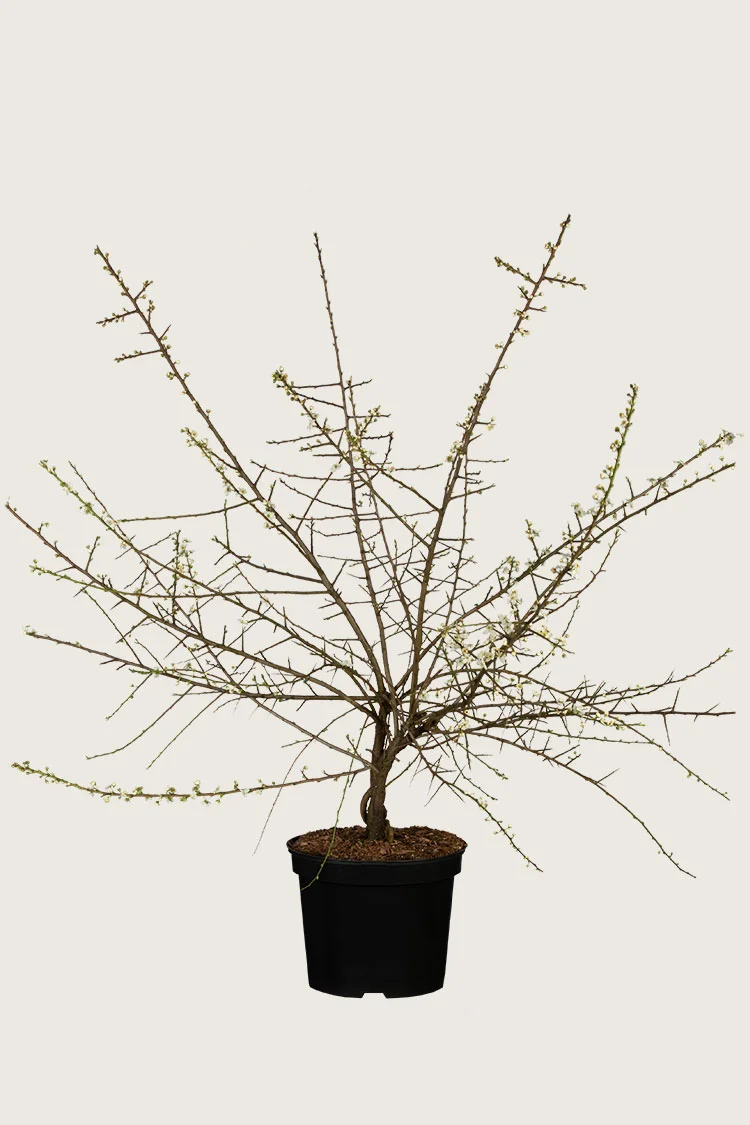 Slåen 125cm Vel forgrenet | Plantinavia