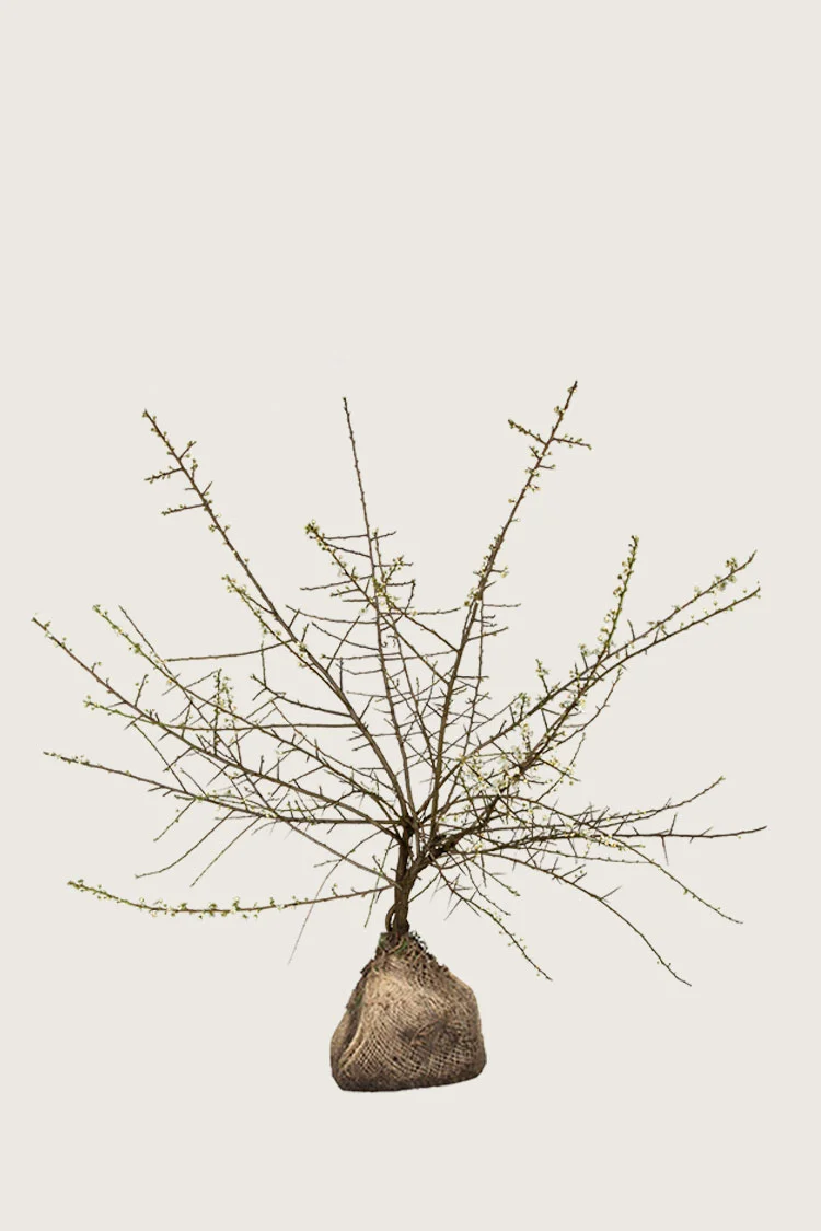 Slåen 125cm Vel forgrenet | Plantinavia
