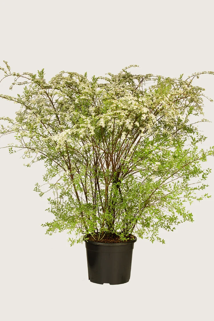 Snedrivebusk 100cm Vel forgrenet | Plantinavia