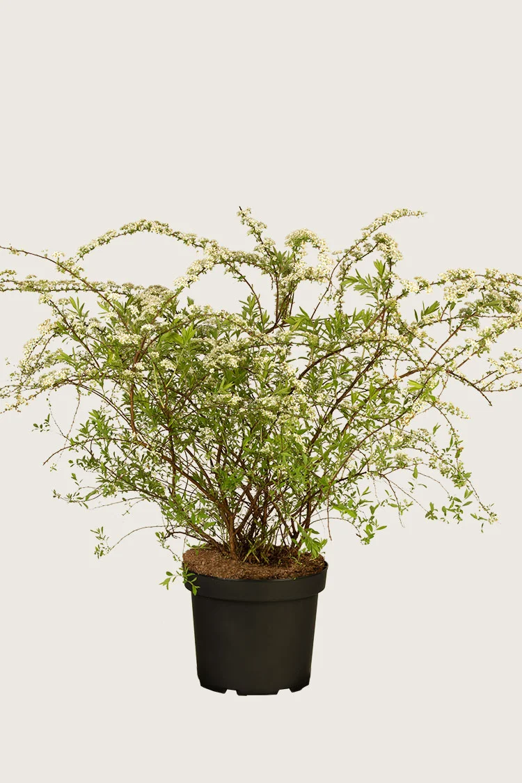Snedrivebusk 40cm Vel forgrenet | Plantinavia