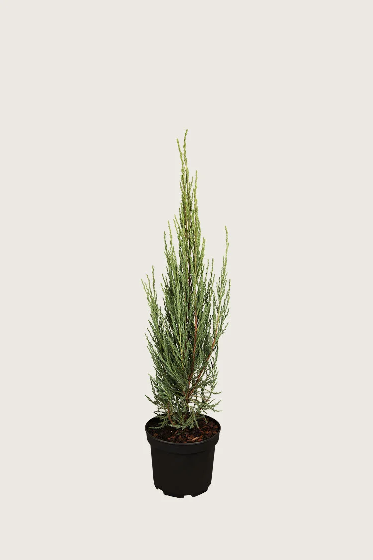 Søjleene Blue Arrow 100cm Vel forgrenet | Plantinavia