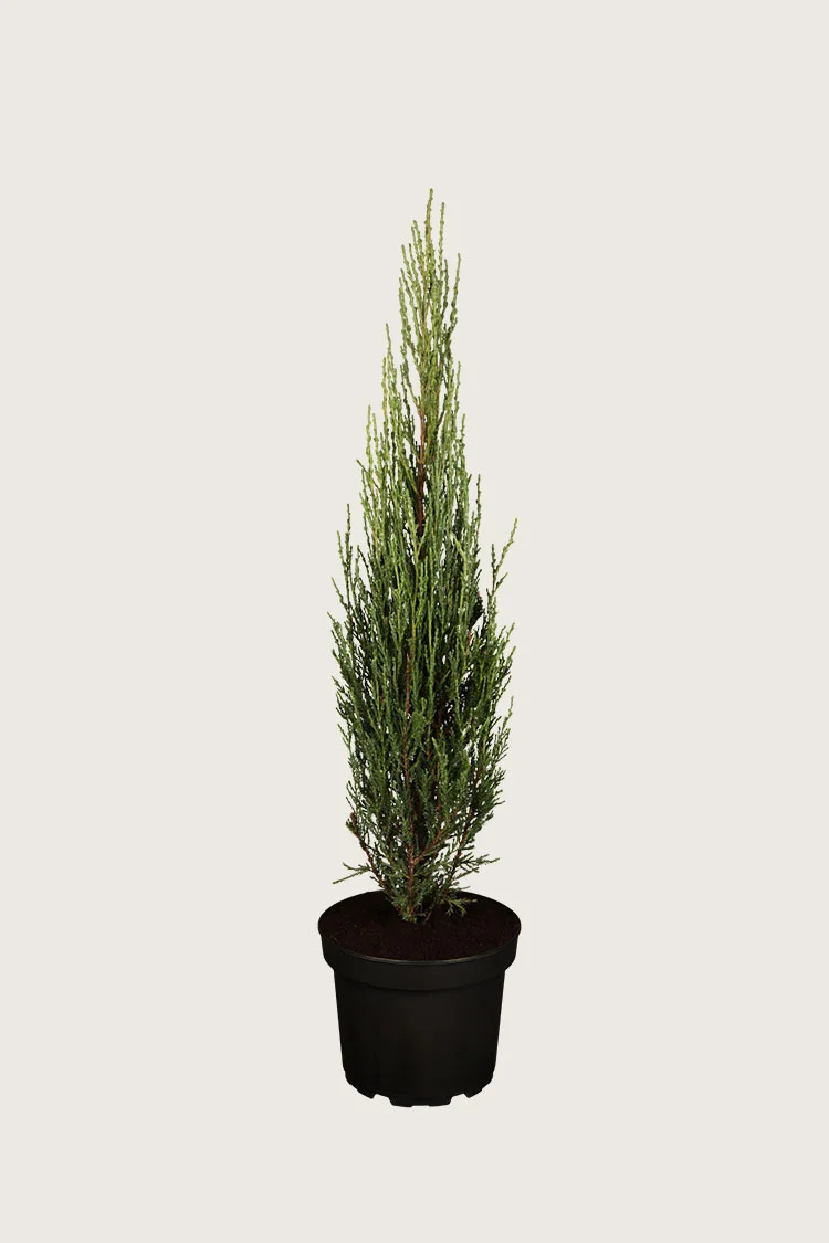 Søjleene Blue Arrow 125cm Vel forgrenet | Plantinavia