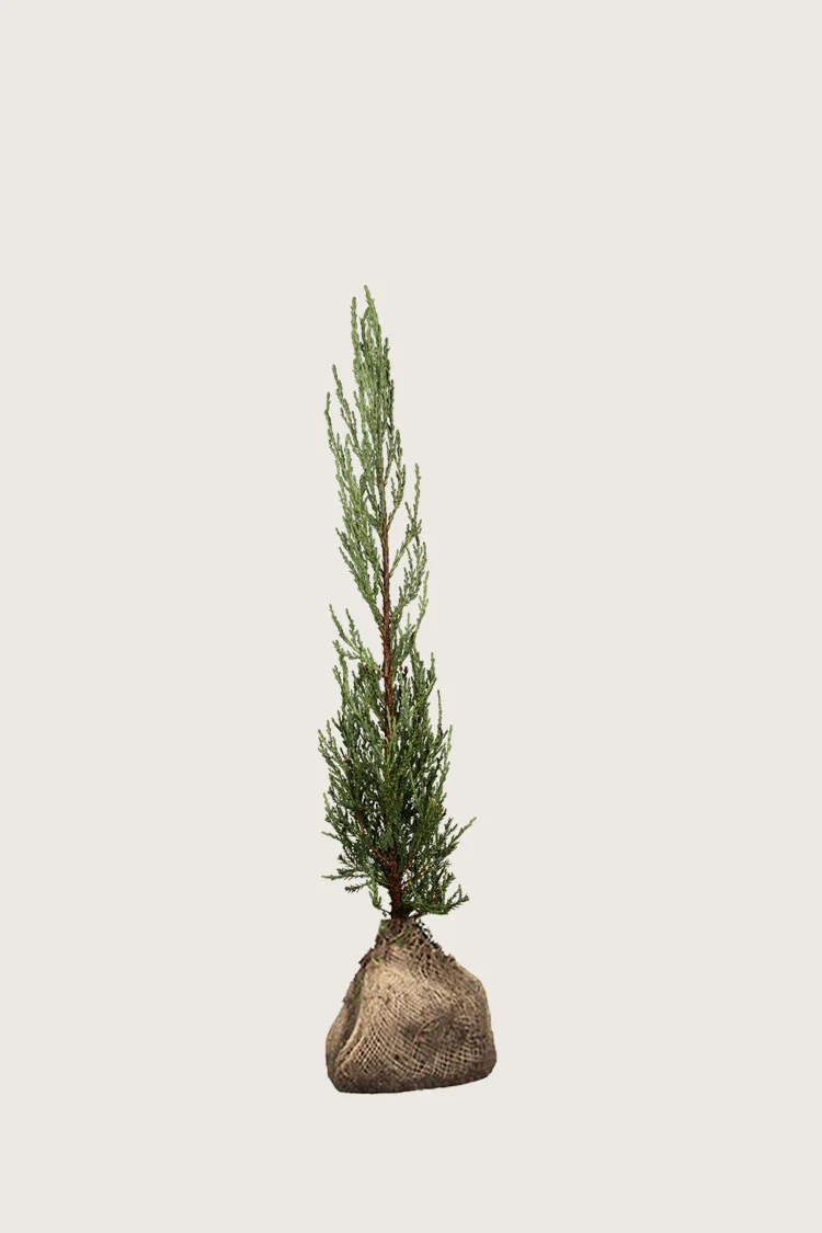 Søjleene Blue Arrow 100cm Vel forgrenet | Plantinavia