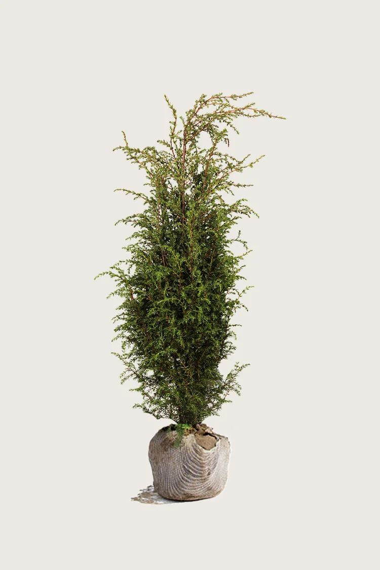 Søjleenebær Hibernica 125cm Vel forgrenet | Plantinavia