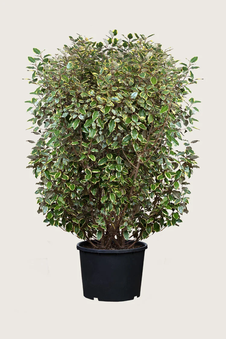 Sølvblad 200cm Vel forgrenet | Plantinavia