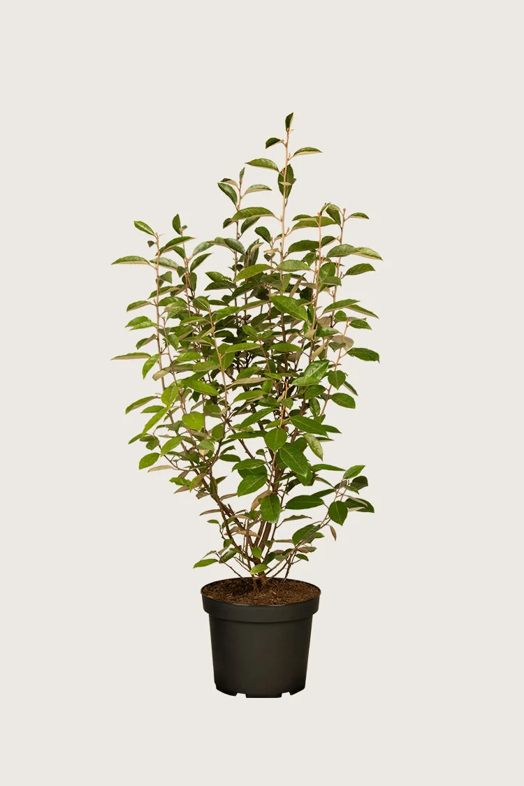 Sølvblad 125cm Forgrenet | Plantinavia