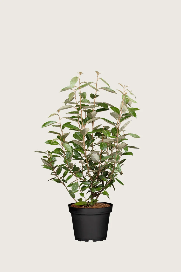 Sølvblad 80cm Vel forgrenet | Plantinavia