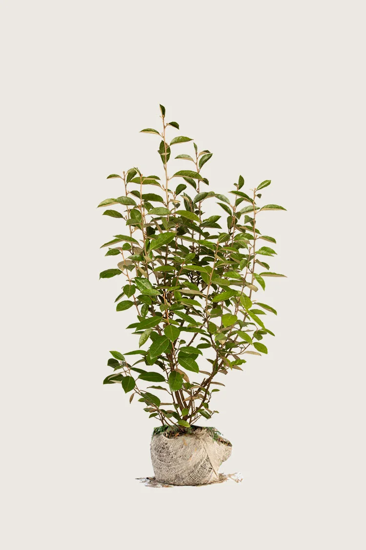 Sølvblad 125cm Vel forgrenet | Plantinavia