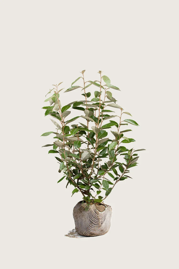 Sølvblad 60cm Vel forgrenet | Plantinavia