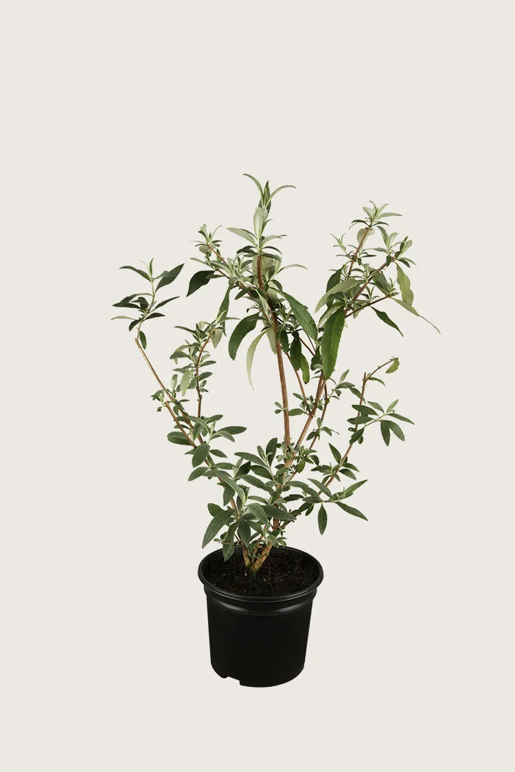 Sommerfuglebusk 40cm Forgrenet | Plantinavia