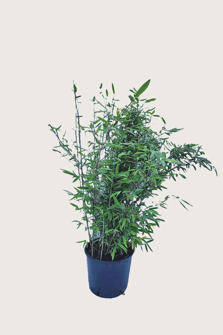 Sort Bambus Black Pearl 60cm Forgrenet | Plantinavia