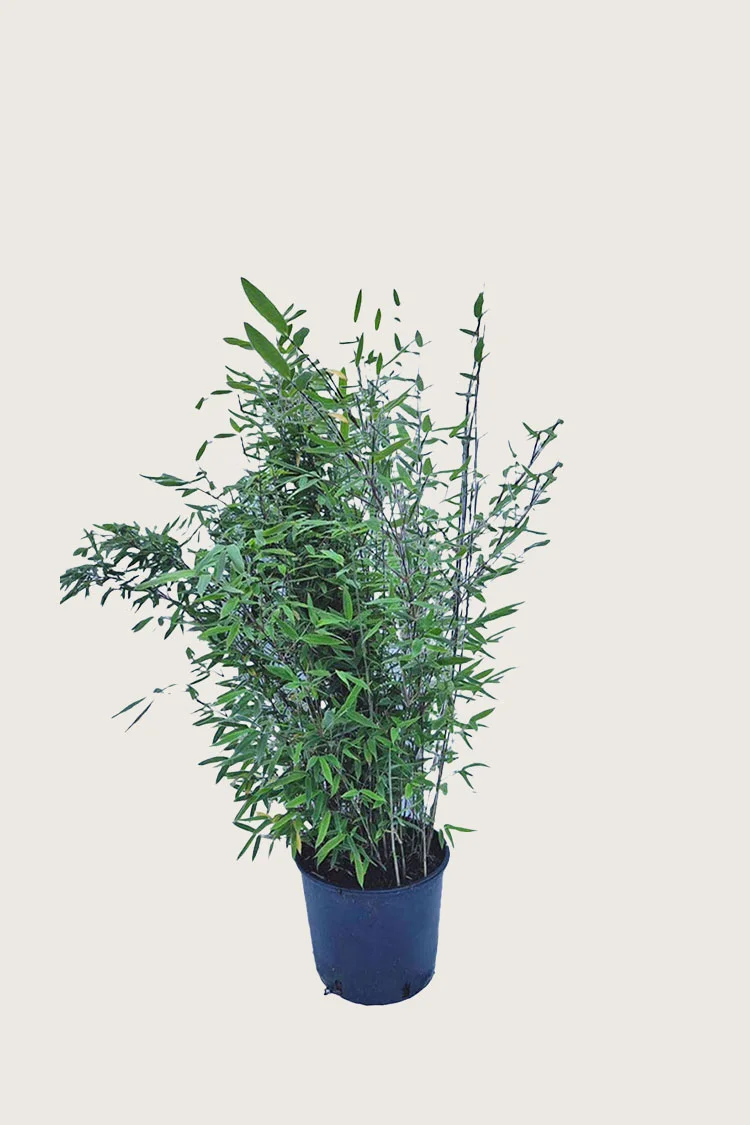 Sort Bambus Black Pearl 100cm Vel forgrenet | Plantinavia