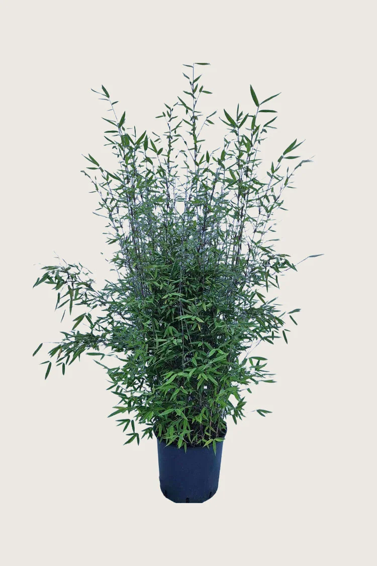 Sort Bambus Black Pearl 150cm Vel forgrenet | Plantinavia