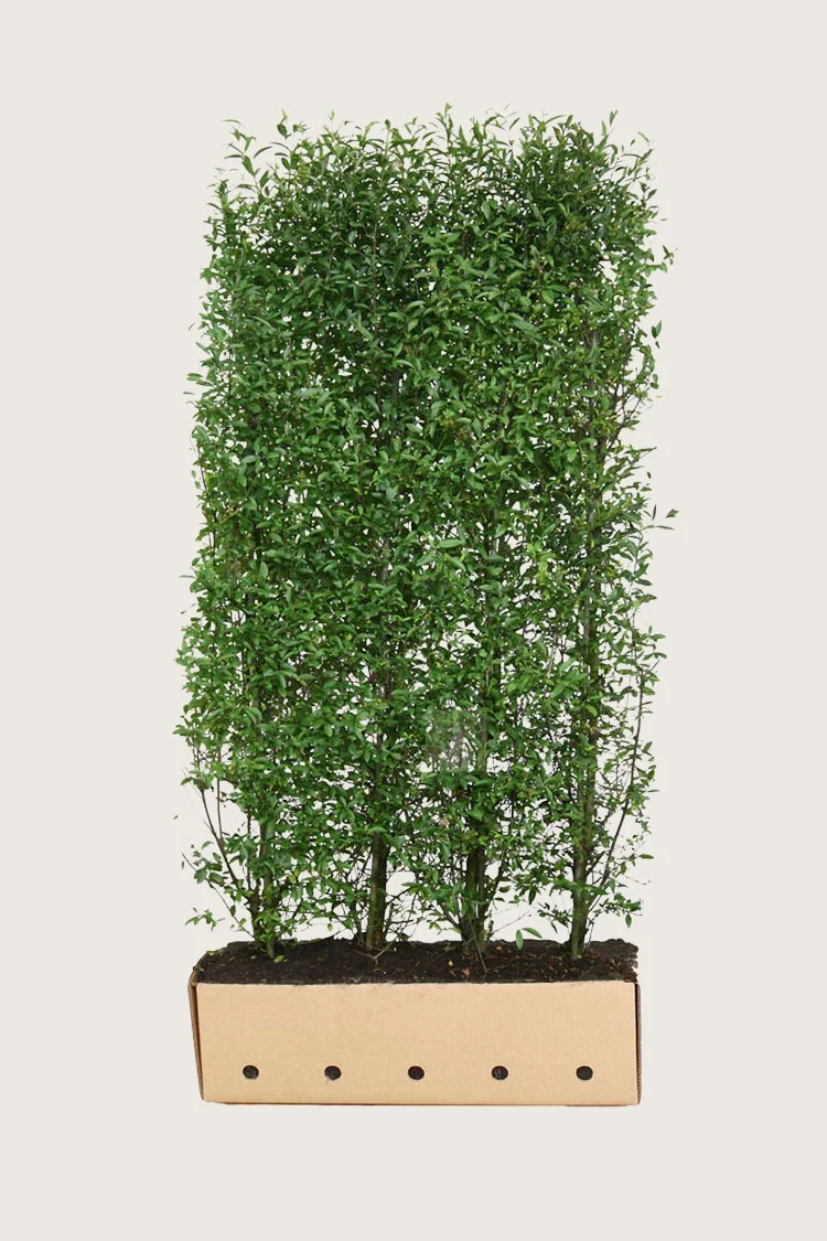 Stedsegrøn Liguster 200cm Vel forgrenet | Plantinavia