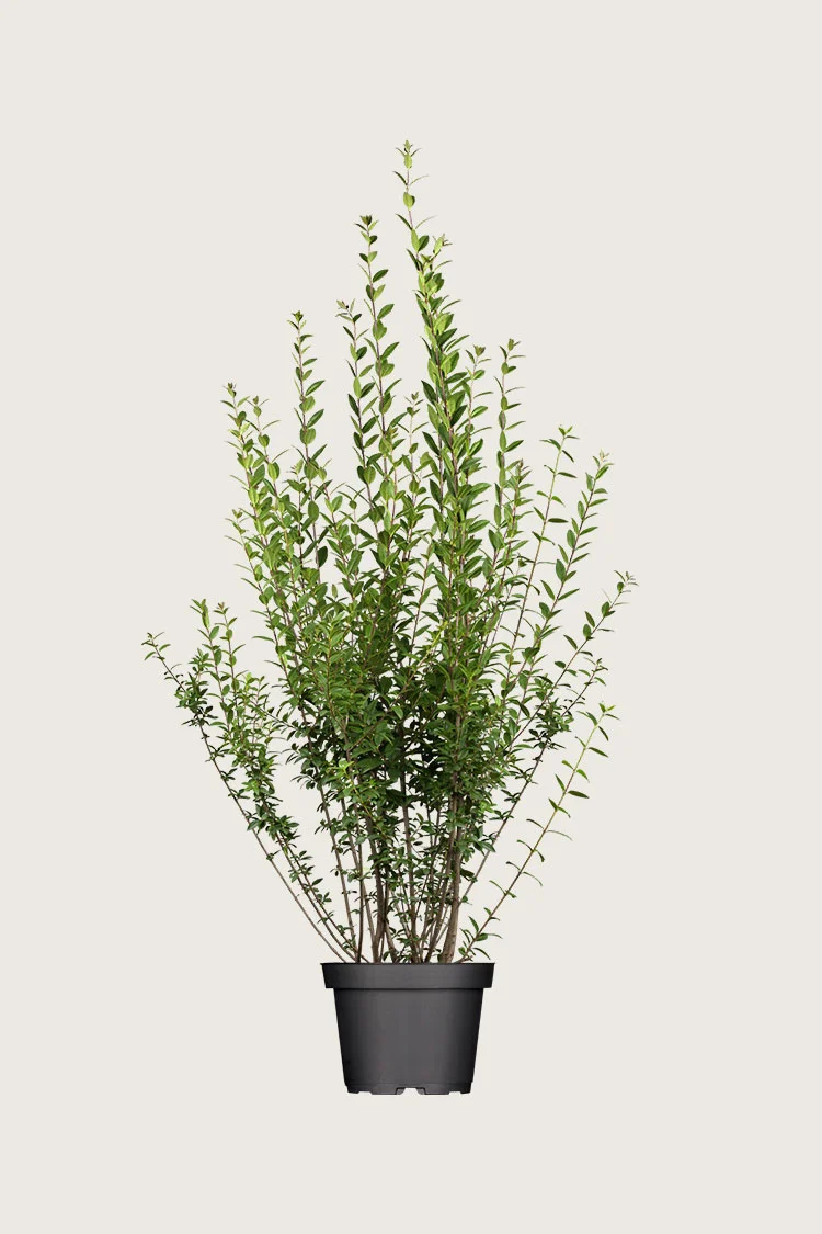 Stedsegrøn Liguster 100cm Forgrenet | Plantinavia