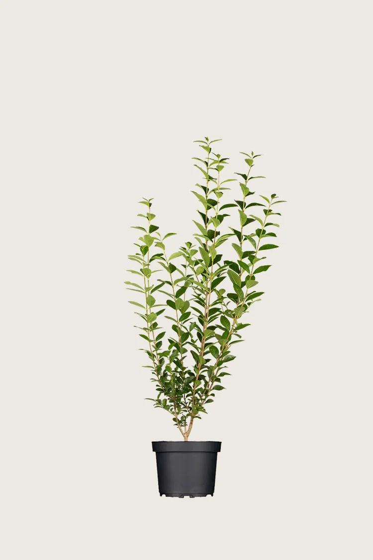 Stedsegrøn Liguster 80cm Forgrenet | Plantinavia