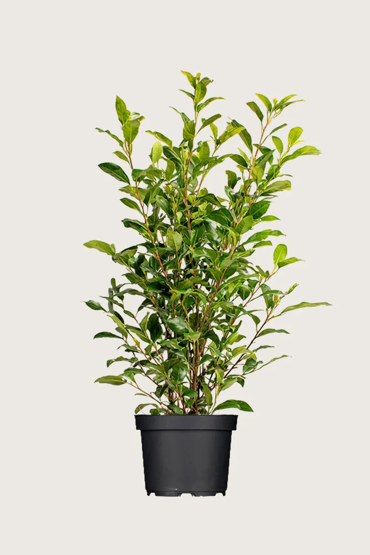 Stedsegrøn Liguster 125cm Vel forgrenet | Plantinavia