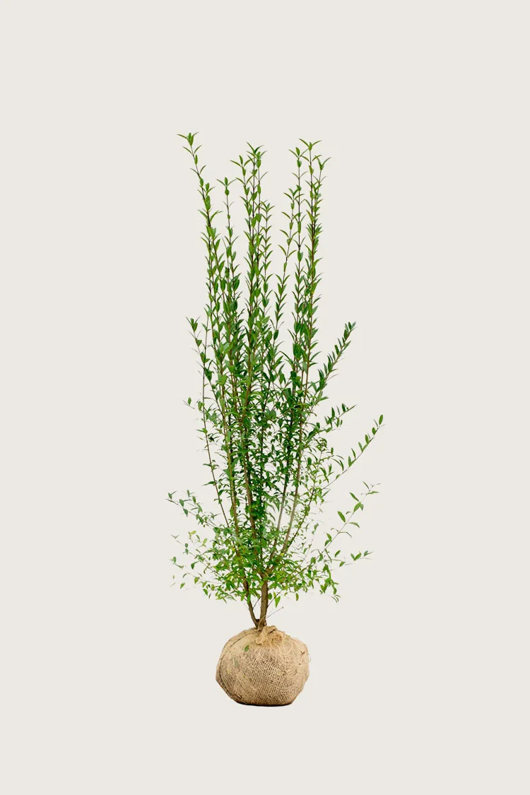 Stedsegrøn Liguster 125cm Forgrenet | Plantinavia