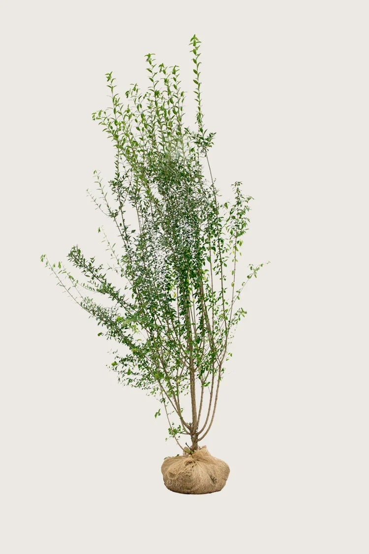 Stedsegrøn Liguster 225cm Forgrenet | Plantinavia