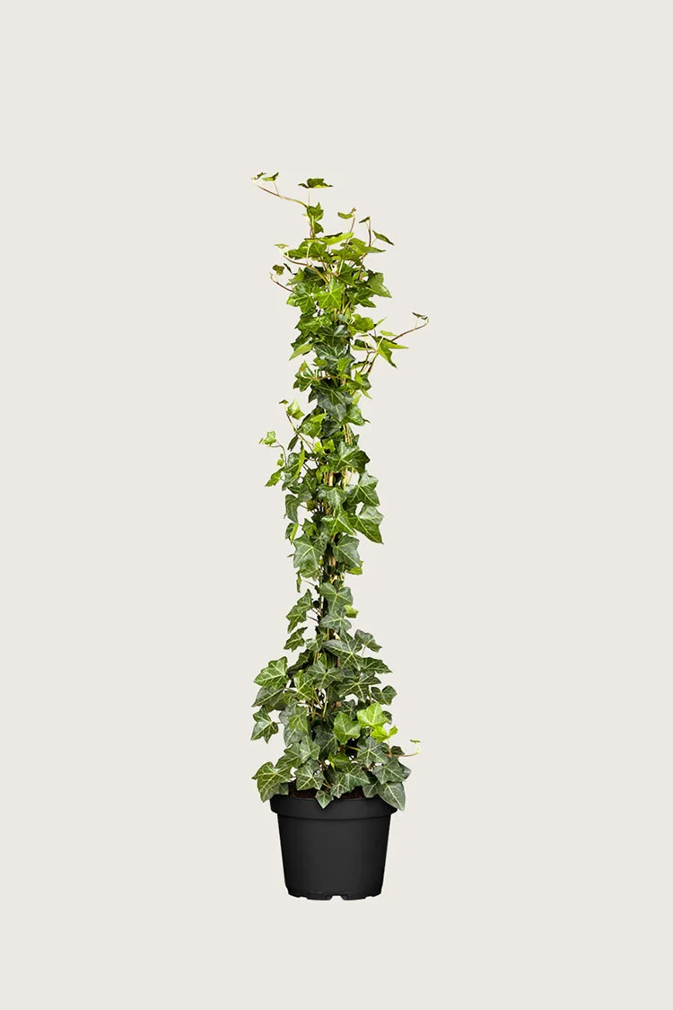 Storbladet Efeu 175cm Forgrenet | Plantinavia