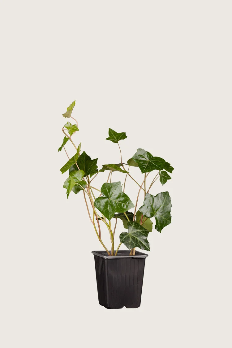 Storbladet Efeu 60cm Forgrenet | Plantinavia