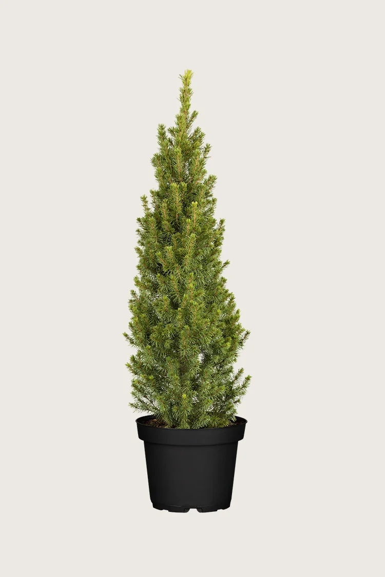 Sukkertopgran 100cm Vel forgrenet | Plantinavia
