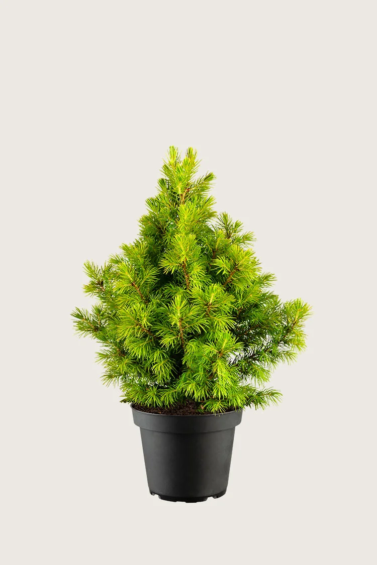 Sukkertopgran 80cm Vel forgrenet | Plantinavia