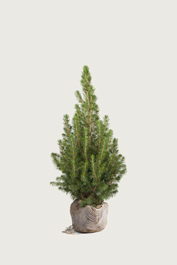 Sukkertopgran 60cm Vel forgrenet | Plantinavia