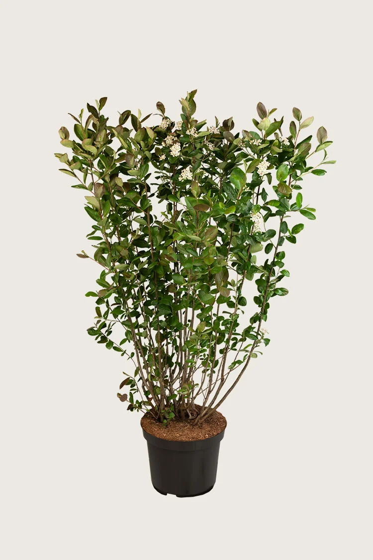 Surbær 100cm Vel forgrenet | Plantinavia