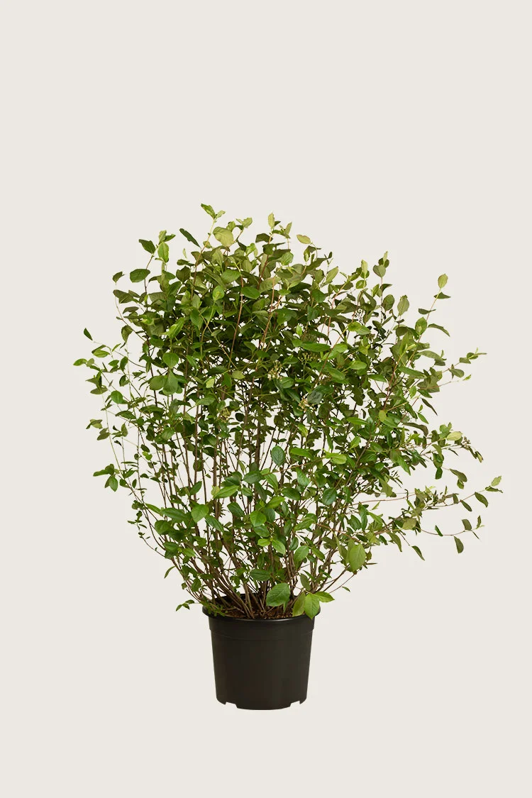 Surbær 60cm Vel forgrenet | Plantinavia
